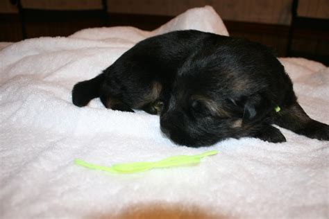 Maybe you would like to learn more about one of these? Von Onyxberg German Shepherds: 2 Week Old Puppies!