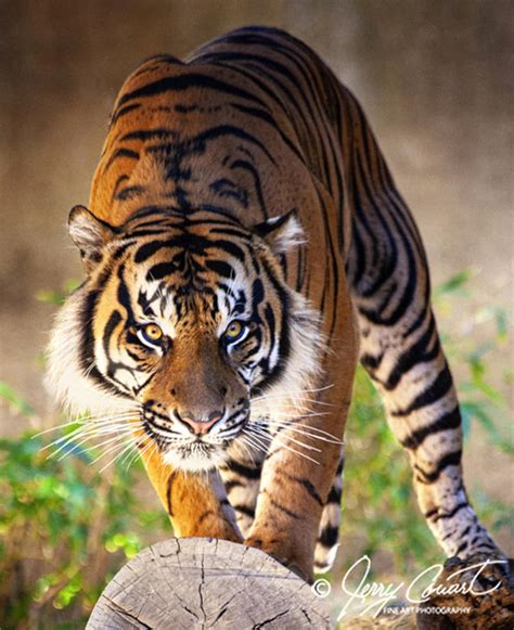 On The Prowl Tiger Photography Prints Wildlife Sumatran Tiger Tiger