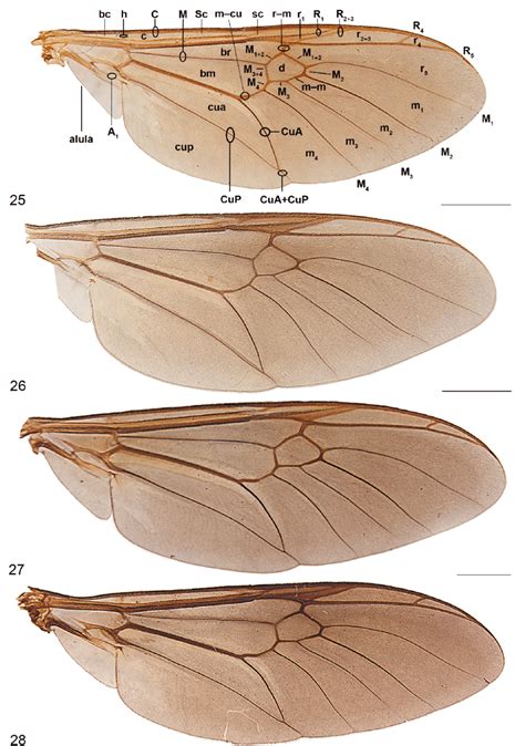 Wings Of Himantigera Species 25 26 H Nigrifemorata Male 25