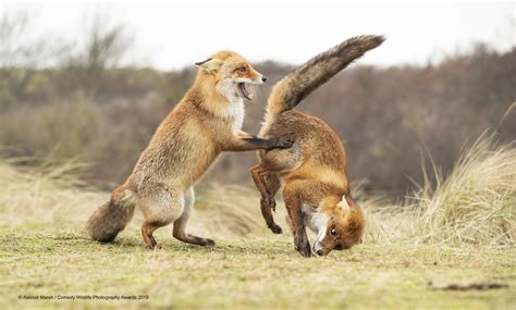 See The Hilarious Winners Of The 2019 Comedy Wildlife Photography Awards