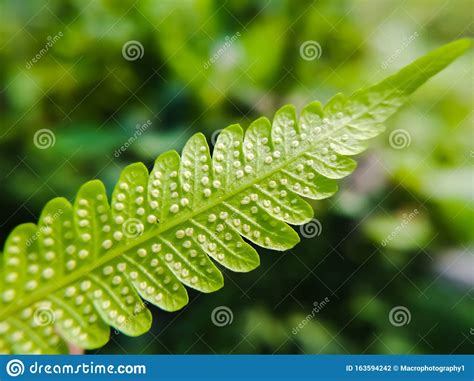 Green Leaf Macro Photography Close Up Macro Extreme Stock Photo Image