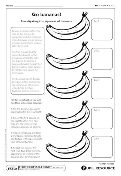 Ripening Bananas Experiment Primary Ks2 Teaching Resource Scholastic