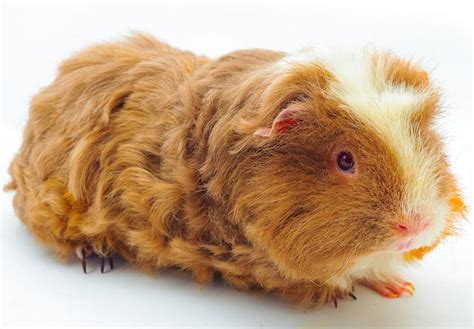 Merino Guinea Pig Facts Temperament Care With Pictures