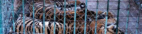China Proven Wrong Over Its Cites Denial Of Tiger Bone Wine Trade From