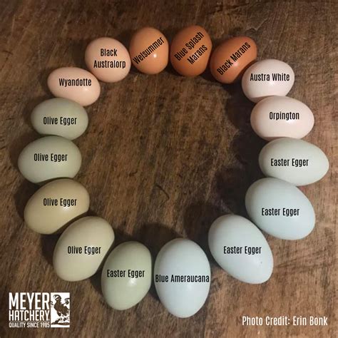 One Of Our Customers Shared With Us Their Neat Color Wheel Of Eggs From Their Own Meyer Hatchery