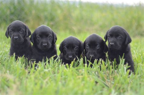 When piper first came home, i scoured the internet for puppy growth pictures, puppy weight charts, and personal anecdotes of puppy growth. Rico X Scout Black Lab Puppies - 2 Male, 3 Female ...
