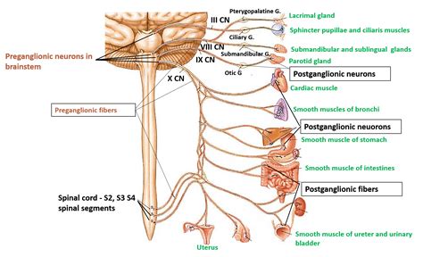 autonomic nervous system sympathetic and parasympathetic