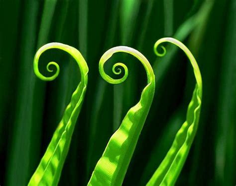 ~nature Spirals~ Spirals In Nature Natural Form Art Spiral