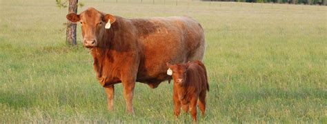 American Red Brangus Association Farm Yard Cattle Beef Cattle