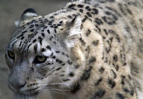 Surviving In The Mountain Snow Leopards Predators And Prey Travlean