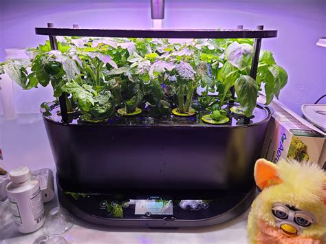 What is supposed to be an. Day 28 of cherry tomatoes and basil! Should I be pruning ...