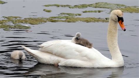 Mute Swan Cygnet On Mother S Back Youtube