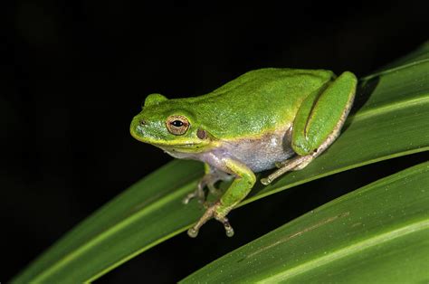 Green Tree Frog Hyla Cinerea Photograph By Pete Oxford Pixels
