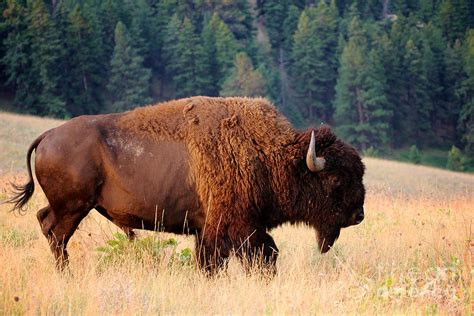American Bison Buffalo Side Profile Photograph By Steve Boice Fine