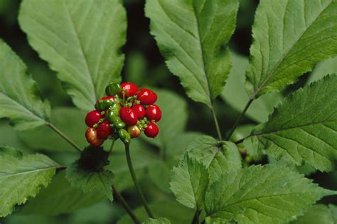 Hunting And Harvesting The American Ginseng Plant