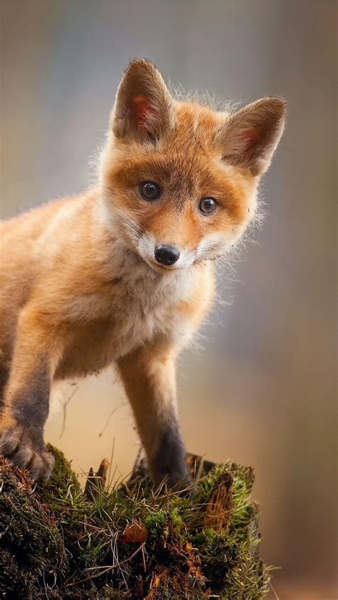 Red Fox Hd Wallpapers Wallpaper Cave