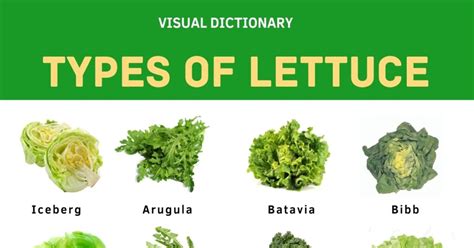 Different Types Of Lettuce And Their Incredible Benefits • 7esl