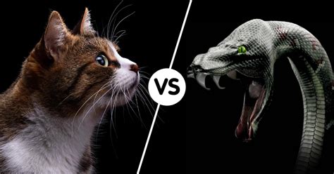 Cat Vs Snake Fight Comparison Who Will Win Wild Fighting