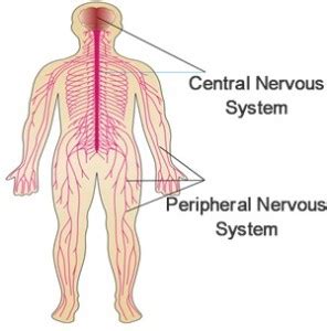 The nervous system has three specific functions the pns consists of nerve trunks that are formed from both afferent axons which conduct sensory information to the spinal cord, and efferent fibres which transmit impulses primarily to muscles. Chronic Pain and Opioid Addiction - BreakingTheCycles.com