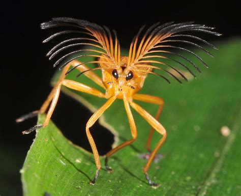 Fancy Weird Animals Weird Insects Rainforest Insects