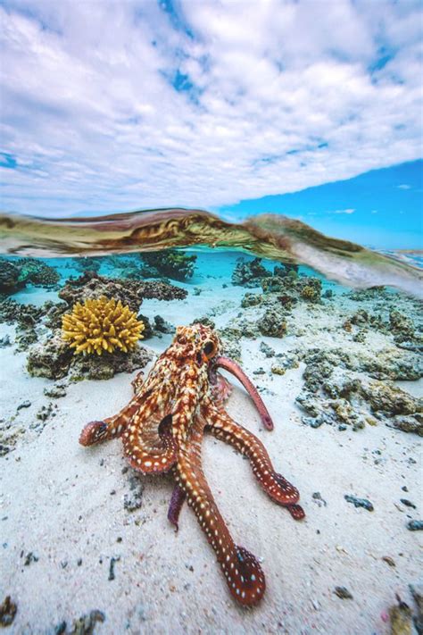 Maui Kula Maui Hawaii — By Kathie Mercier Octopus Ocean Creatures Sea Creatures