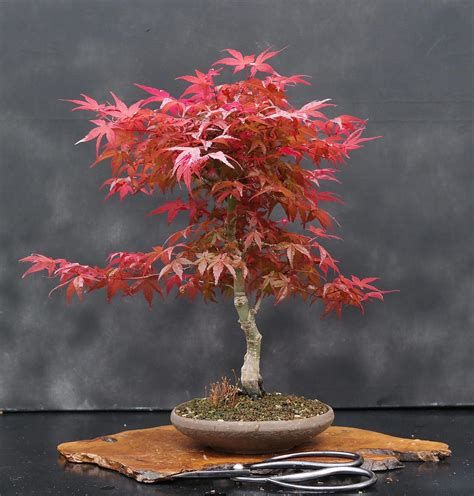 They send out long shoots with flowers on the ends that become small rooted pups. What is the best indoor bonsai tree for beginners? # ...