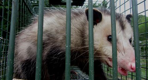 Where Can Opossums Infest Homes Animals Happen Wildlife Control