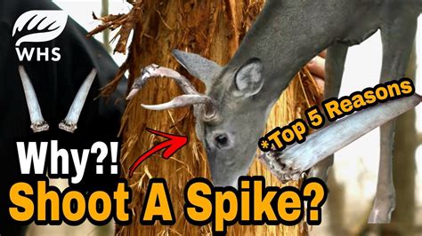 Why Shoot A Spike Buck Youtube