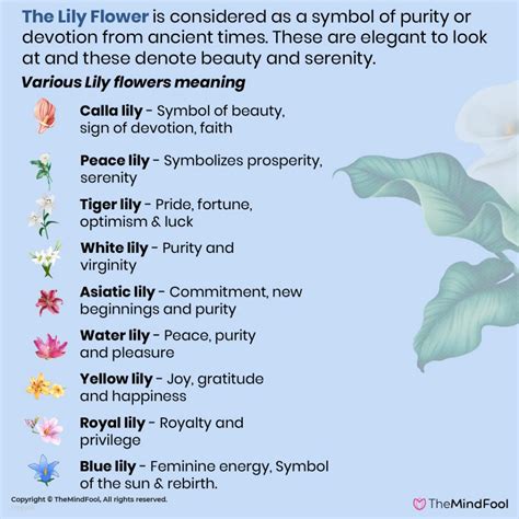 Lily Flower Meaning Lily Symbolism What Do Lilies Symbolize Calla Lily Meaning