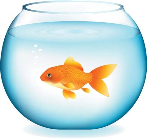 Goldfish Bowl Free Vector Download 262 Free Vector For Commercial Use