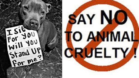 Petition · Change The New Brunswick Animal Rights Laws Regarding Animal