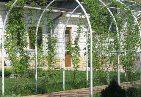 Перголы: варианты изготовления, растения
