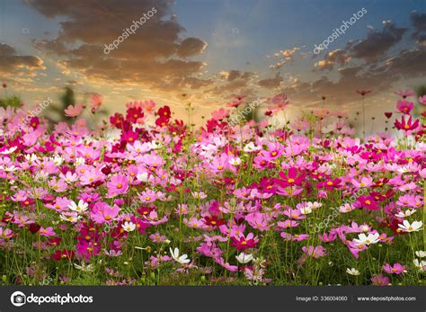Beautiful Of Cosmos Flower Field On Sun Rise Backgroundspring S Stock