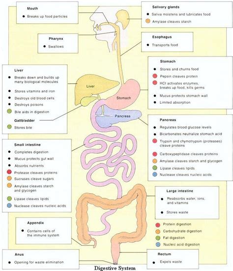 Human Digestive System Illustrations Medicalndx