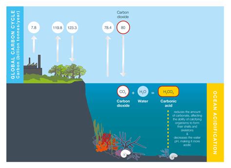Ocean Acidification And Its Effects Coastadapt