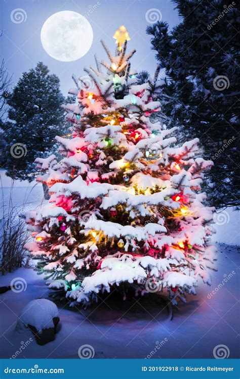 Smow Covered Outdoor Christmas Tree With Moonrise Stock Photo Image
