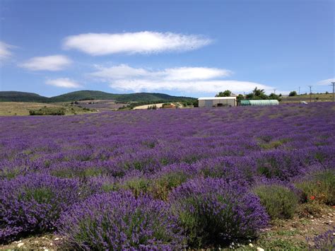 Lavender Fields Provence Tuscany Tours