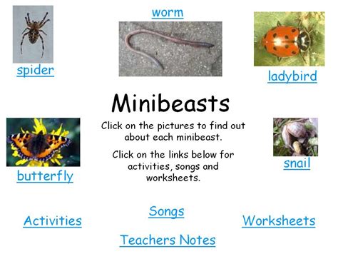 Minibeasts Activities Teaching Resources Minibeasts Minibeasts