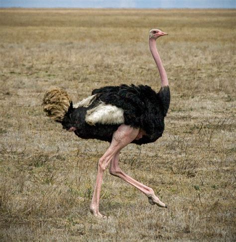 Ostrich