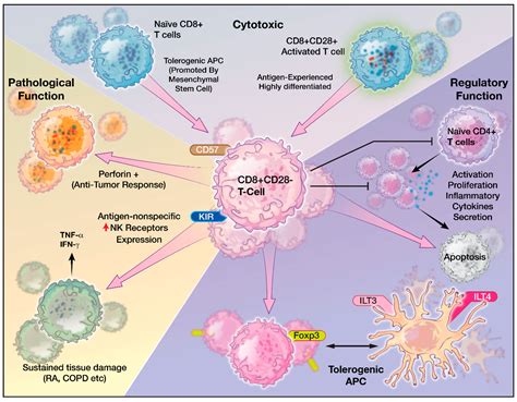 Cytotoxic T Cells Cancer