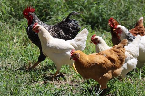 5 Best Chicken Breeds And Picking The Perfect Flock Mate The