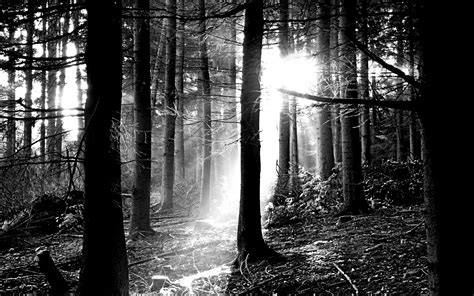 ❤ get the best black and white hd wallpaper on wallpaperset. Download Free Black and White Forest Wallpaper ...
