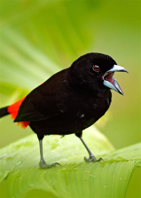 Bird Call Identifier Identify Birds By Seeing Their