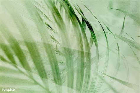Download Premium Image Of Light Green Palm Leaf Background 2336719 In