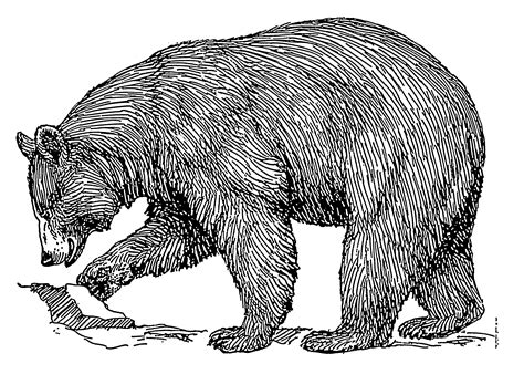 Black Bear Sketch Clip Art Library