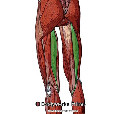 Semitendinosus Muscle Anatomy Bodyworks Prime