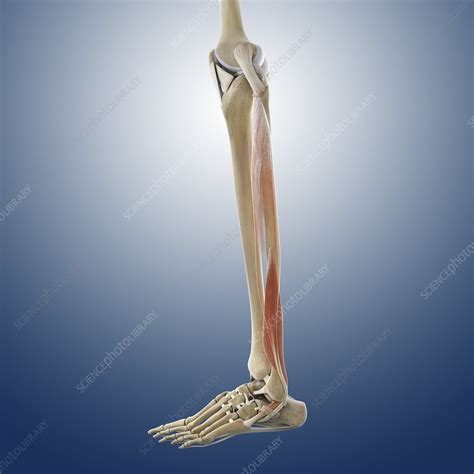 Calf Muscles Artwork Stock Image C0134575 Science Photo Library