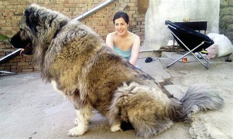 The Caucasian Mountain Dog Is A Massive And Impressive Dog Breed That