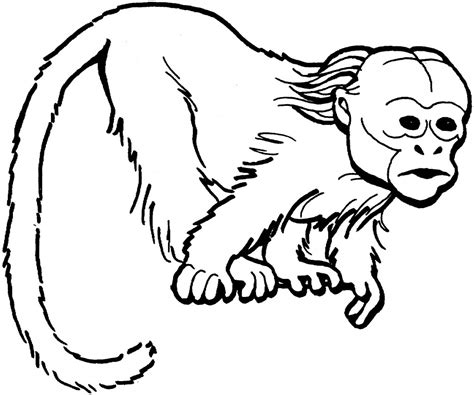 Printable Monkey Coloring Page Images – Animal Place