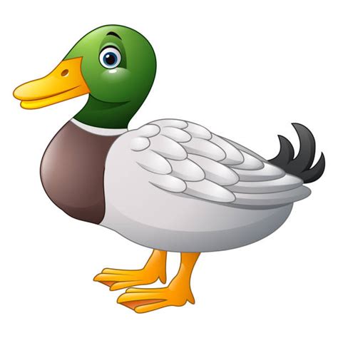 Mallard Duck Clipart In Water